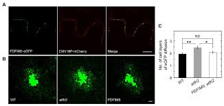 Check spelling or type a new query. Frontiers An Update On The Role Of The Actin Cytoskeleton In Plasmodesmata A Focus On Formins Plant Science