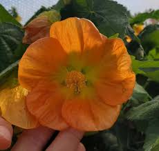 Image result for Abutilon sp.no.2