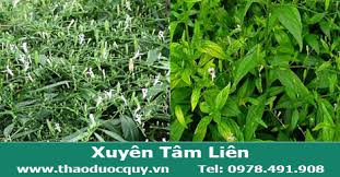 Xuyên tâm liên, huyền sâm, mạch môn, kim ngân hoa mỗi vị 12g. Xuyen Tam Lien