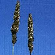 Image result for Acroceras macrum