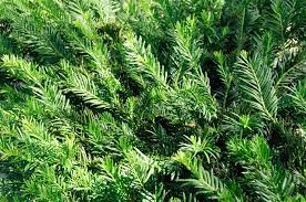 Maybe you would like to learn more about one of these? Cephalotaxus Harringtonia Yewtopia Plum Yew Cristina S Garden Center