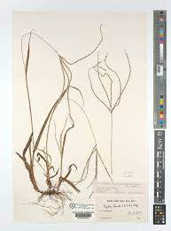 Image result for Digitaria ternata