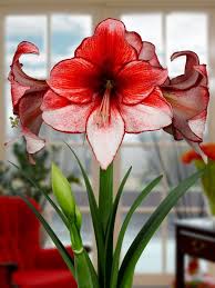 Image result for Hippeastrum