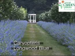 A wide variety of natural fence plants options are available to you, such as pressure treated wood type, feature, and plastic type. Hedge Plants Creating A Natural Fence Or Privacy Hedge Youtube