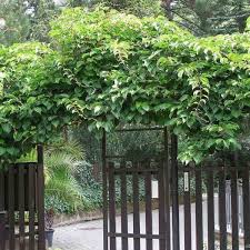 Hardy Kiwi Actinidia Arguta 30 Seeds 300 Hardy Kiwi Climber Plants Plants