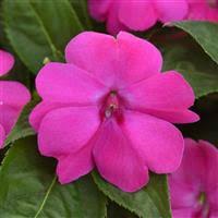 Image result for Impatiens salpinx