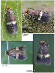 Image result for Stigmella prunetorum