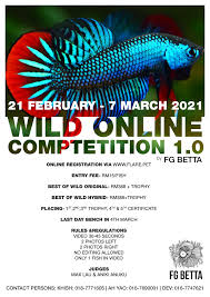 Dont miss out on this opportunity to buy show quality male bettas at an amazing price. Flare Pet