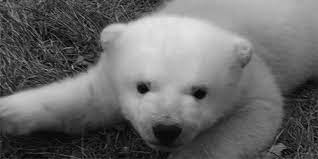 The 35 Cutest Polar Bear Gifs On The Internet Cute Polar Bear Polar Bear Baby Polar Bears