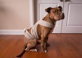 How To Make A Diy Anxiety Wrap To Calm A Nervous Dog Bark Post