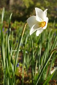 Narcissus Actaea A Poet S Narcissus Planting Flowers Narcissus Plants