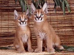 The bobcat is about twice the size of a domestic cat: Ø§Ù„ÙƒØ§Ø±Ø§ÙƒØ§Ù„ Ù‚Ø·Ø· ØªØ­ØªØ¶Ù†Ù‡Ø§ Ø§Ù„Ø¹Ø§Ø¦Ù„Ø§Øª Ø±ØºÙ… Ø´Ø±Ø§Ø³ØªÙ‡Ø§ Ù…Ø¹Ø±Ø¶ Ø§Ù„ØµÙˆØ± Ø§Ù„Ø¨ÙŠØ§Ù†