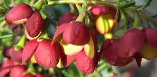Boronia Bulleen Art Garden Flowers Temple Bells Seasons