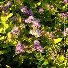 Check spelling or type a new query. Spirea Goldmound Vendita Piante Online Letuepiante