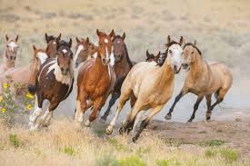 Image result for wild mustangs running free