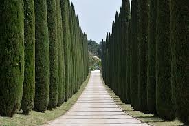 Tree lined driveway driveway entrance landscape architecture landscape design garden design tree tunnel driveway landscaping landscaping contractors beautiful landscapes. Cypresses Avenue Driveway Trees Access Pikist