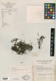 Image result for Abrodictyum