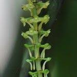 Image result for Diaphananthe odoratissima