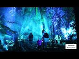 Enchanted Forest Of Lights Enchanted Descanso Gardens Guild Los Angeles Travel California Coast Road Trip Socal Travel
