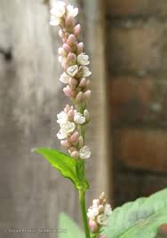 Image result for Persicaria senegalensis
