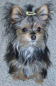 Pin By Team Kane Realty On I Love Dogs Unconditional Love Cute Funny Dogs Yorkie Chihuahua Mix Cute Animals