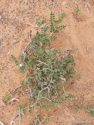 Image result for Indigofera colutea