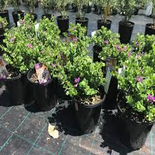 Image result for Polygala youngii