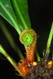 Image result for Elaphoglossum welwitschii