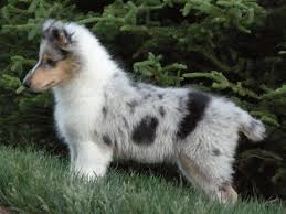 Explore 15 listings for rough collie puppies for sale at best prices. Taliesen Collie Puppy Born In Michigan On 03 06 09 Rough Collie Blue Merle Collie Sheltie Dogs