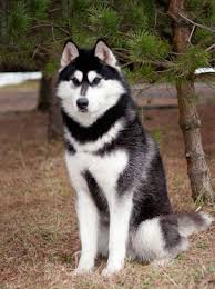  13 Ide Malmute Alaskan Siberian Huskies Anjing Husky Siberian Husky