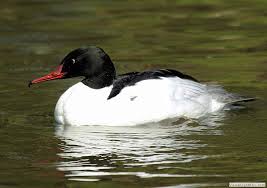 British Ducks Identify Uk Ducks Wildfowl Photography