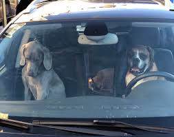 Donner ou vendre une voiture sans contrôle technique; Isabelle Balkany On Twitter Croises Dans Leur Voiture Un Couple De Quatre Pattes Et Leur Petit A L Arriere En Double File Certes Mais Irresistibles De Serieux Https T Co Gvdpv3gbfc