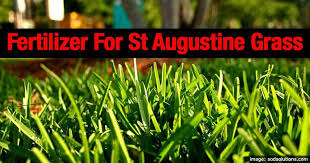 Sod is perishable and should be installed immediately upon receipt, then followed by a deep watering. Best Fertilizer For St Augustine Grass Plantcaretoday