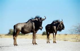 It is also a very good representation of the diverse ecosystems present in the 5 most popular african countries to hunt as well as the animals that are most commonly associated with africa. An Exhaustive List Of African Animals With Some Stunning Photos Animal Sake