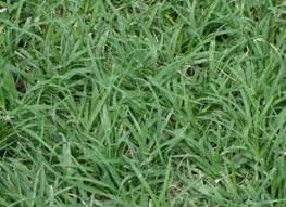 No lawn mowing services company has paid to appear on this list, and moneyhub.co.nz has no relationship with any provider below. Horticulture Landscaping Lawn And Lawn Making