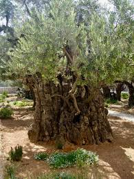 Ancient Olive Tree In The Garden Of Gethsemane Israel Perhaps This Is The Tree Under Which Jesus Prayed For His Father Garden Of Gethsemane Unique Trees Tree
