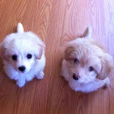 Maltipoos No Hair Longer Then This Though Dogs Maltipoo Cutie
