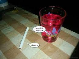 Di bibitonline.com, tersedia aneka bibit anggur meja dengan varietas unik dan langka harga bibit anggur hijau lokal kami tawarkan adalah 35 ribu. 78 Gambar Anggur Merah Dan Rokok Paling Bagus Infobaru