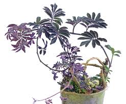 Image result for Solanum torreanum