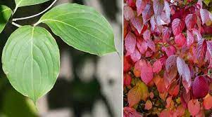 Tree identification by leaf shape | graphic mapping handbook trees species educational plate tree shapes. Dogwood Trees Types Leaves Bark Identification With Pictures