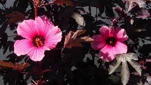A google ingyenes szolgáltatása azonnal lefordítja a szavakat, kifejezéseket és weboldalakat a magyar és több mint 100 további nyelv kombinációjában. Plant Of The Month Mahogany Splendor Hibiscus West Hawaii Today