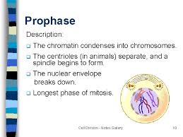 Cell Division Mitosis Cell Cycle Resource Booklet Interphase