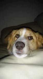 What Dreams About Dogs Mean And How To Interpret Them Exemplore