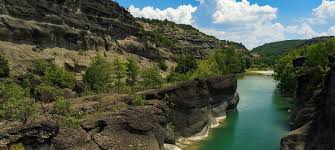 Image result for Grevea