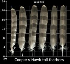 Check spelling or type a new query. Hawk Feather