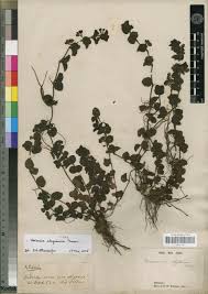 Image result for Veronica abyssinica