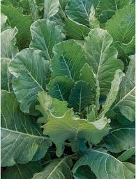 Learn more about the different varieties of collard greens on today's farm tour! All About Collards Burpee
