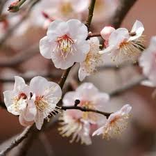 Image result for prunus domestica renkloda althana