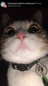 Sign up for expressvpn today we may earn a commission for purchases using our li. Pets Trying To Unlock Their Owners Phone And Fail Miserably I Can Has Cheezburger