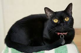 American Shorthair Bombay Cat Vs Black Cat Bombay Cats Black Cat Aesthetic Stupid Cat